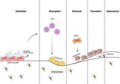 Skeletal adaptation to mechanical cues during homeostasis and repair: the niche, cells, and molecular signaling